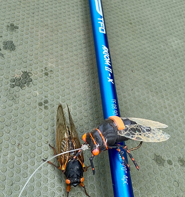 How to Fish a Cicada Hatch - Fly Fisherman