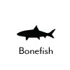Bonefish