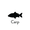 Carp