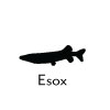Esox