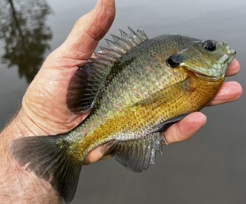 Bluegill Bluegill