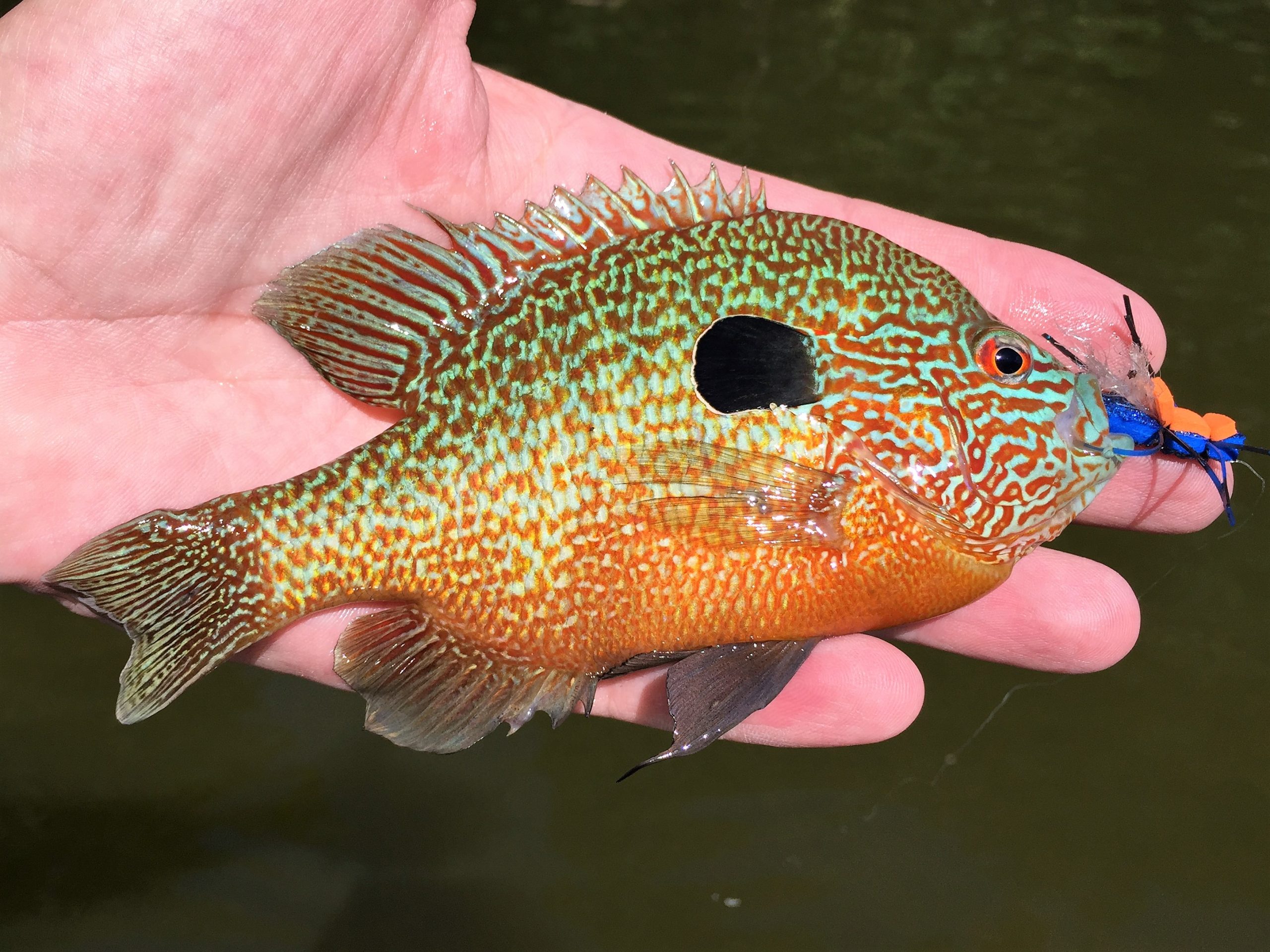Longear Sunfish